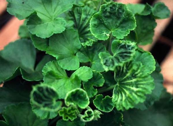 boron deficiency-geranium with small, thickened leaves